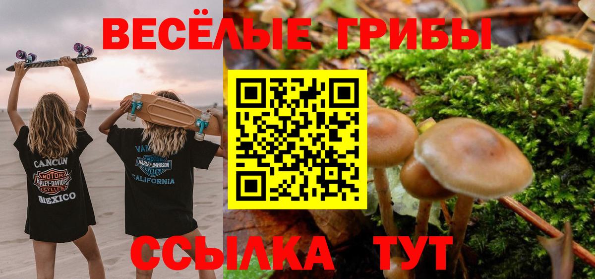 Галлюциногенные грибы Psilocybe Десногорск